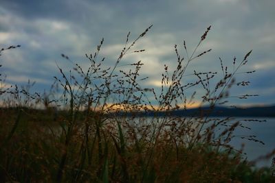 Grass growing on land against sky