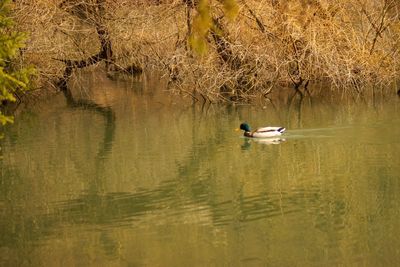 Ducks swimming on lake