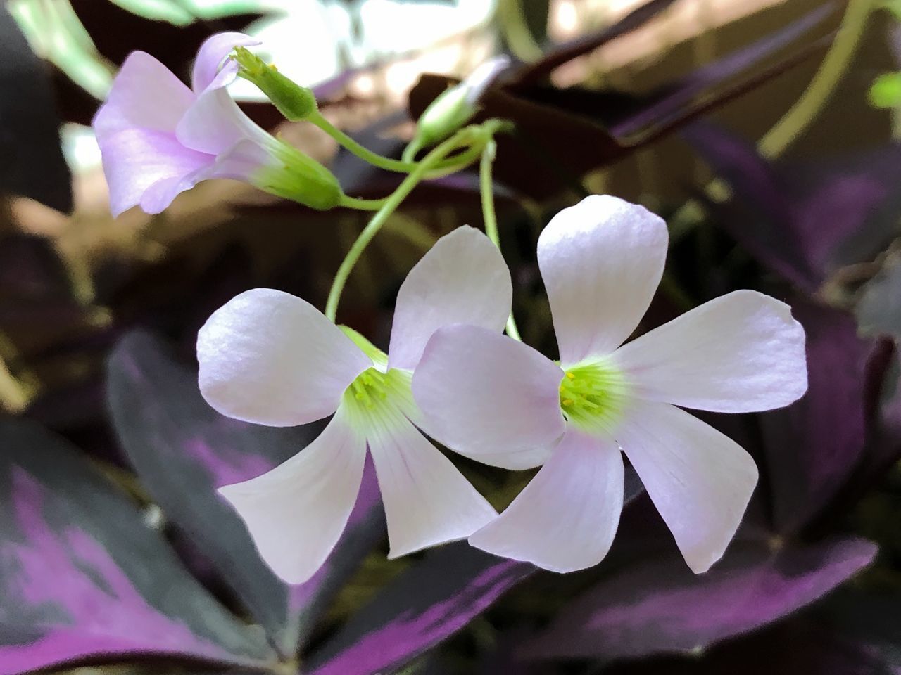 CLOSE-UP OF FLOWERING PLANT