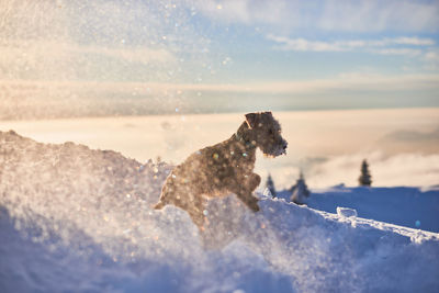 View of a dog in snow