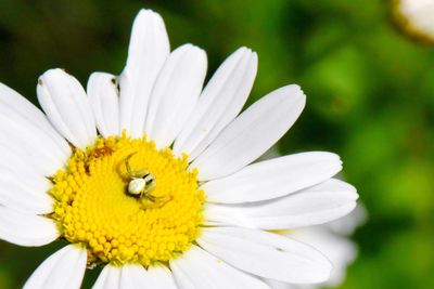 Close-up of bee on white flower