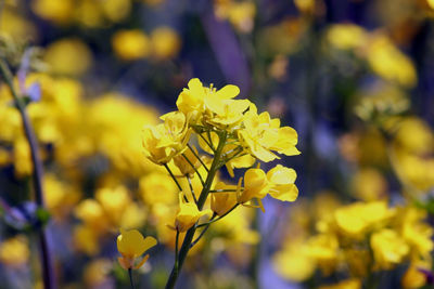 Close-up of yellow flowering plant