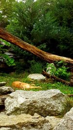 Close-up of lizard on rock in forest
