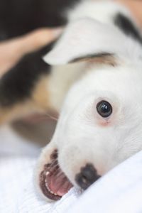 Close-up portrait of dog