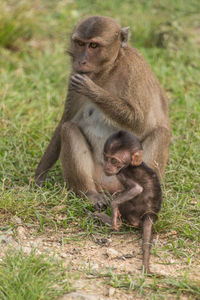 Long-tailed macaque with infant on field at zoo