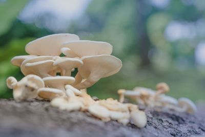 Close-up of fungus growing on rock