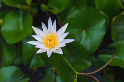 Close-up of lotus blooming outdoors