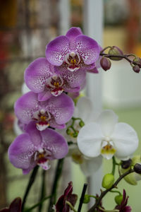 Close-up of pink orchids