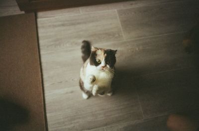 Portrait of cat sitting on floor