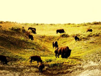 Horses grazing on field