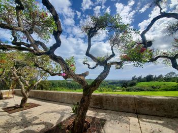 Trees growing in park against sky