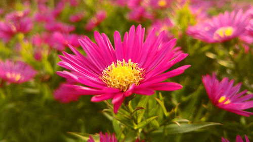 Close-up of pink flower