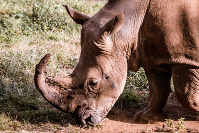 A closeup headshot of a rhinoceros