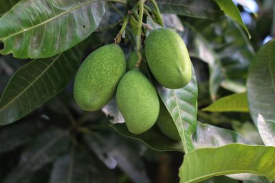 Close-up of mangos fruit  growing on tree