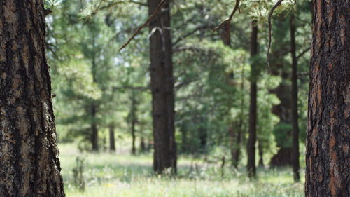 Trees in forest