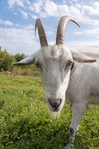 Portrait of a horse on field