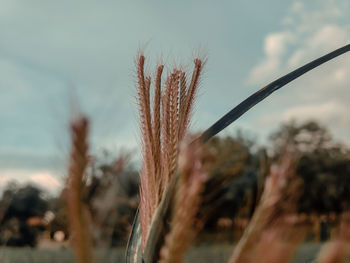 Close-up of crops on field against sky