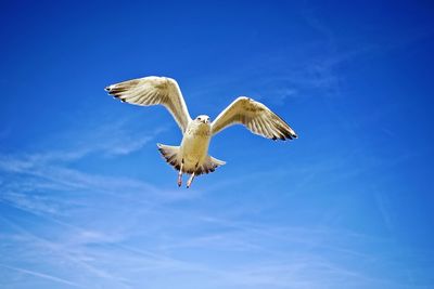 Low angle view of seagull flying