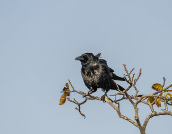 Wind-tousled raven on a branch with autumn leaves against a blue sky