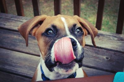 Close-up of dog with sticking out tongue on boardwalk