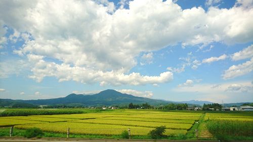 Scenic view of agricultural field against sky