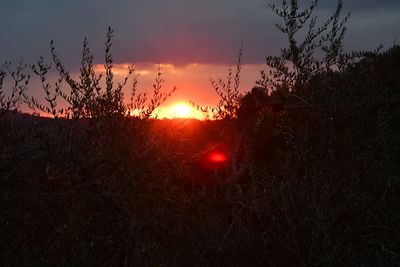 Silhouette plants against sky during sunset