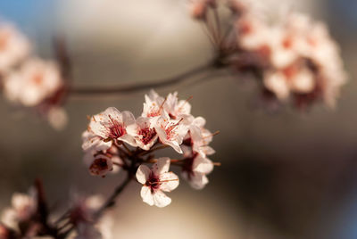 Close-up of pink cherry blossoms