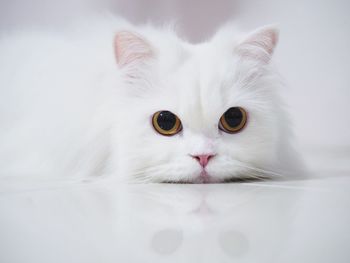 Close-up portrait of a cat