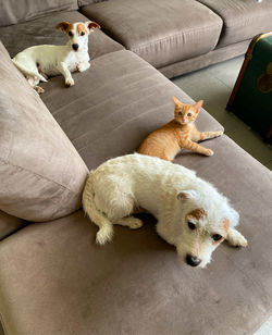 High angle view of dog relaxing on sofa