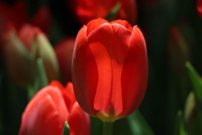 Close-up of red tulips blooming in park