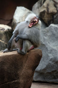 Monkey sitting on rock