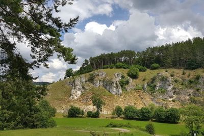 Panoramic shot of trees on field against sky