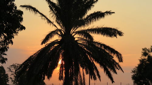 Silhouette palm trees against sky during sunset
