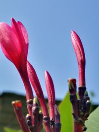Close-up of pink flower against clear sky
