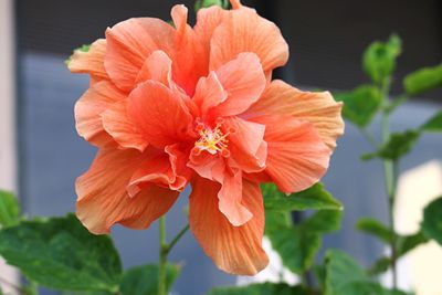 Close-up of coral flower in back yard