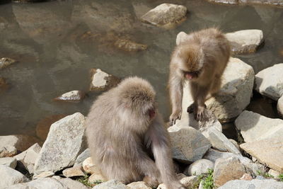 Monkey sitting on rock