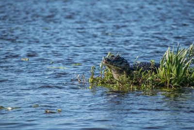 Yacare caiman, caiman yacare.