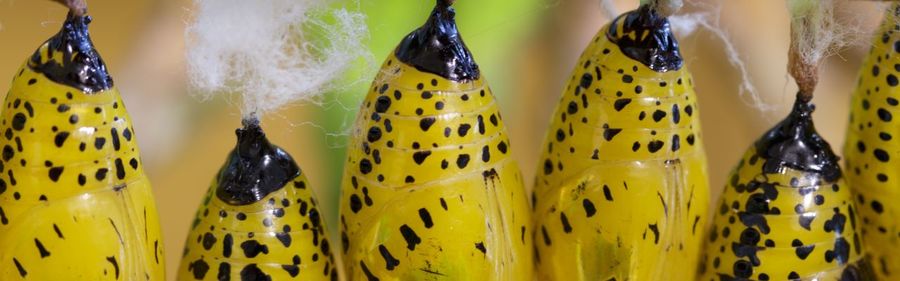 Close-up of yellow flower