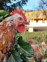 Close-up of rooster