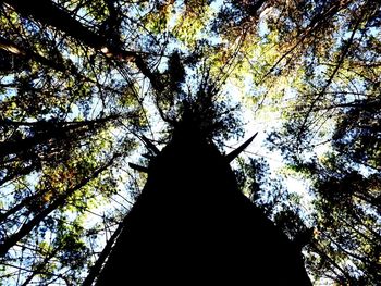 Low angle view of trees against sky