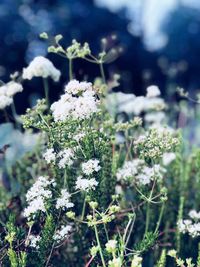 Close-up of white flowering plant