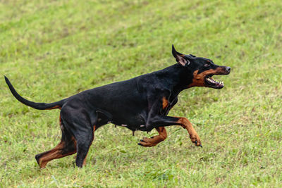 Dobermann dog