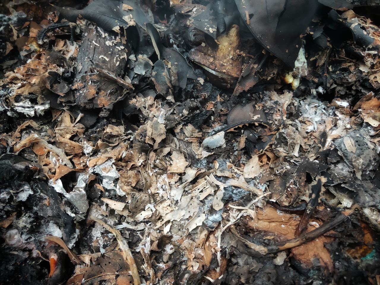 HIGH ANGLE VIEW OF LEAVES ON LAND