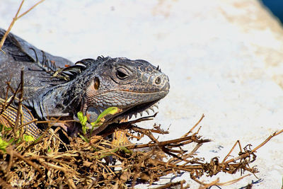 Close-up of lizard