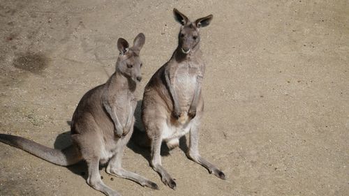 Portrait of kangaroos standing outdoors