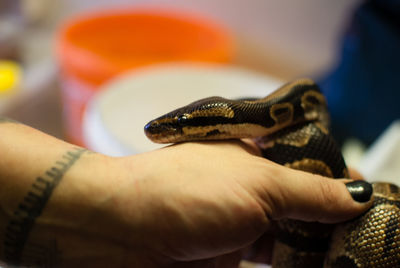 Cropped hand of woman holding snake