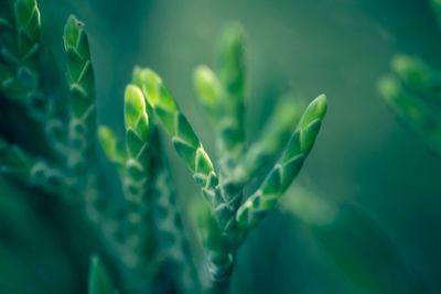 Close-up of plant