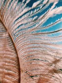 Full frame shot of feather