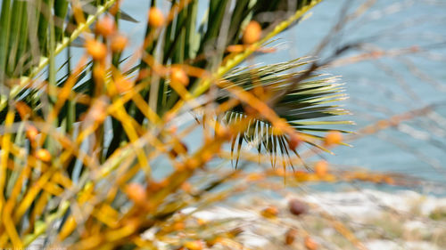 Close-up of plant against blurred background