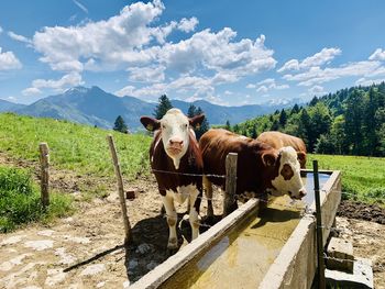 Cows standing on field against sky